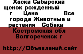 Хаски Сибирский (щенок рожденный 20.03.2017г.) › Цена ­ 25 000 - Все города Животные и растения » Собаки   . Костромская обл.,Волгореченск г.